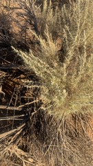 Artemisia filifolia