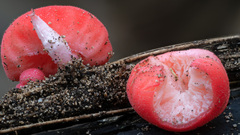 Secotium fragariosum
