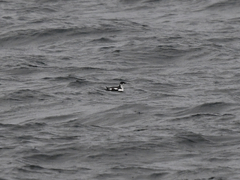 Brachyramphus marmoratus