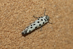 Ethmia clytodoxa