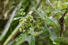 Critonia hospitalis