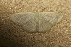 Idaea uniformis