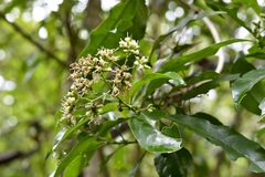 Critonia hospitalis