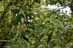 Critonia hospitalis