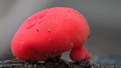 Secotium fragariosum