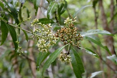 Critonia hospitalis