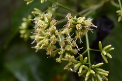Critonia hospitalis