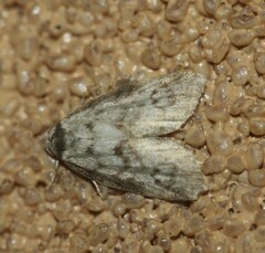 Thallarcha leptographa