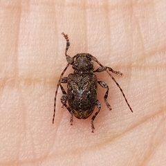 Plistonax difficilis