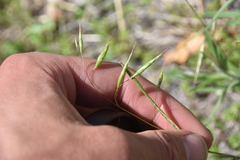 Bromus japonicus