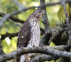 Accipiter cooperii