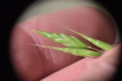 Bromus japonicus