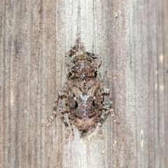 Plistonax difficilis