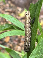 Spodoptera