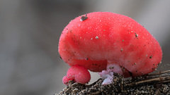 Secotium fragariosum