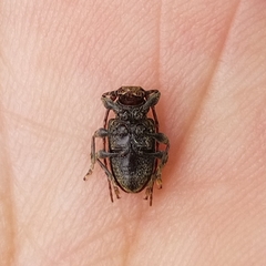 Plistonax difficilis