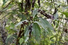 Desmanthodium perfoliatum