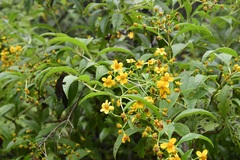 Electranthera mutica