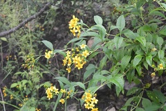 Electranthera mutica