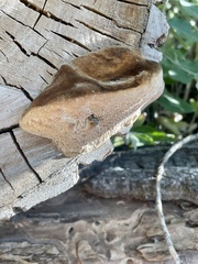 Phellinus igniarius