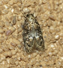 Eulechria callidesma