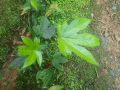 Fatsia japonica