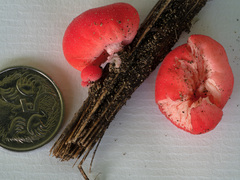 Secotium fragariosum