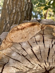 Phellinus igniarius