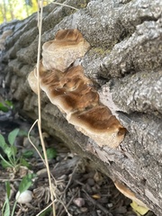 Phellinus igniarius