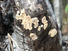 Subantrodia juniperina