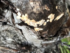 Subantrodia juniperina