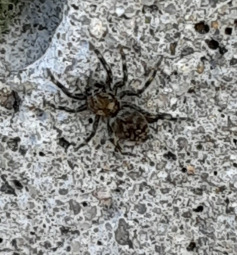 Jumping spider (Hakka himeshimensis) photo 3