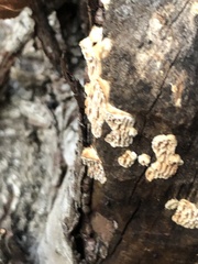 Subantrodia juniperina