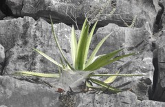 Agave univittata