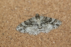 Myrioblephara desumpta