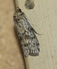 Hypsipyla robusta