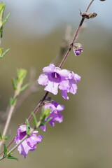 Prostanthera