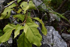 Pittocaulon velatum
