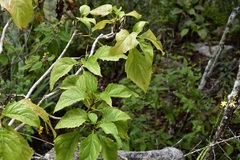 Pittocaulon velatum