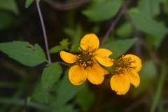 Sclerocarpus uniserialis