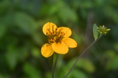 Sclerocarpus uniserialis