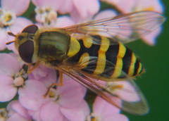 Syrphus vitripennis