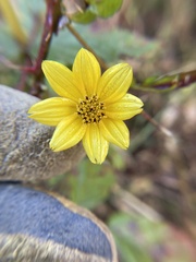 Bidens mitis