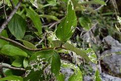 Sinclairia discolor