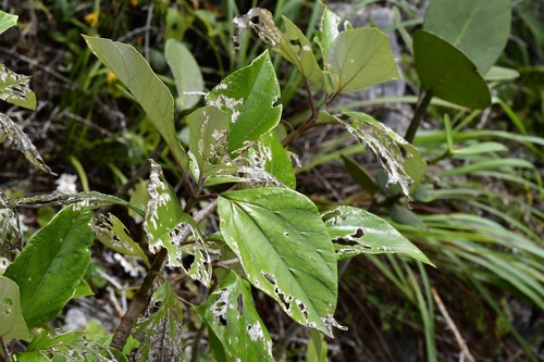 Sinclairia discolor, photograph 1