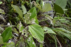 Sinclairia discolor