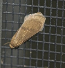 Lambula obliquilinea
