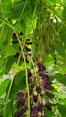 Mucuna