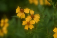 Tagetes tenuifolia
