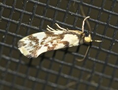 Lactura cristata